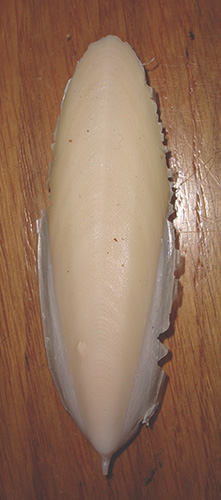 Conchiglia di Sepia da identificare